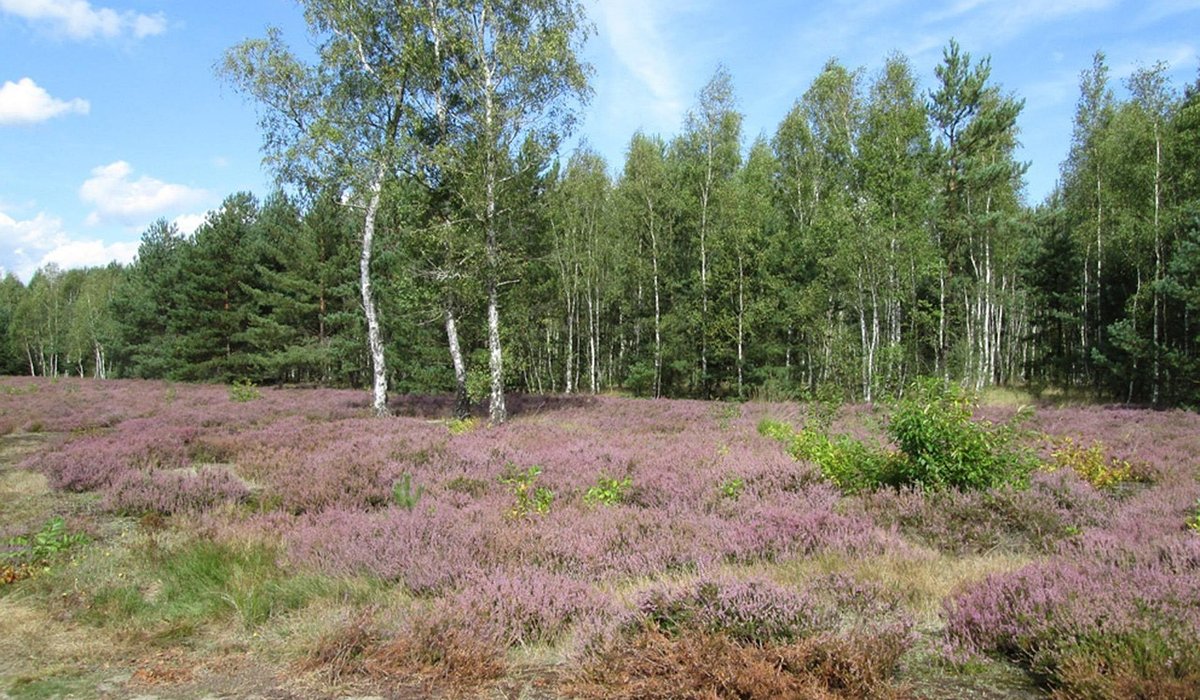 A Beginner's Guide to Planting a Birch Tree