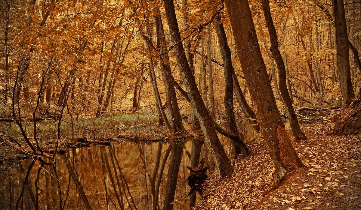 A Guide to Woodland Walks in Spring