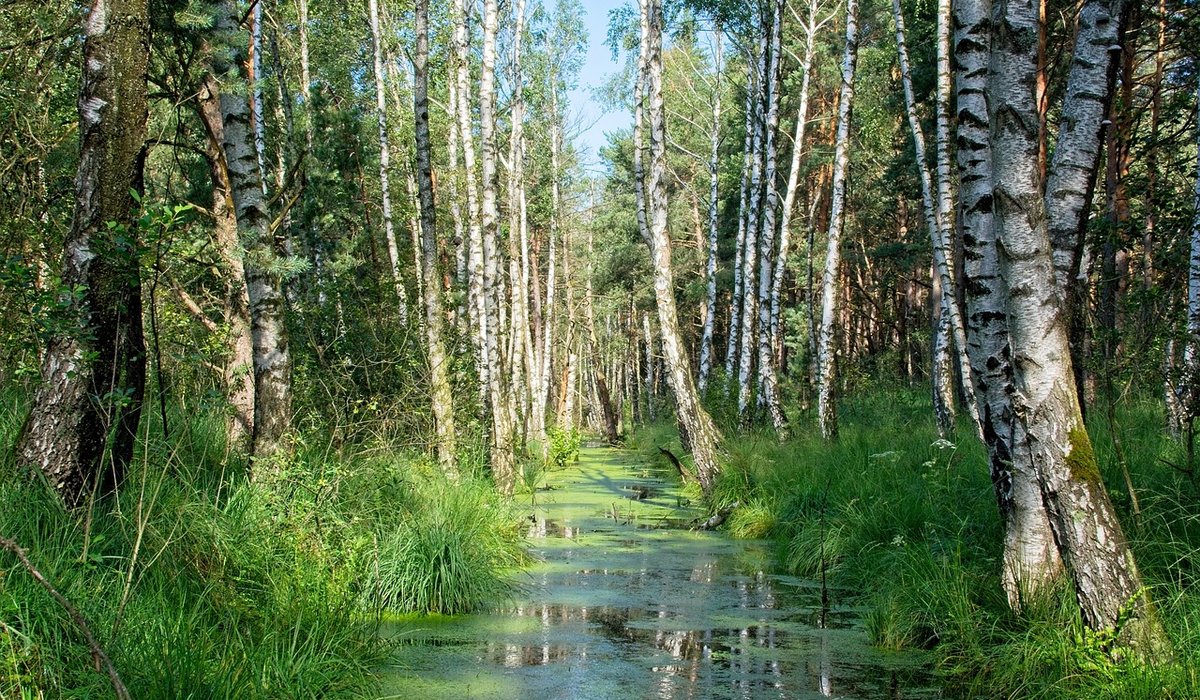 How to Identify Common British Trees by Their Leaves