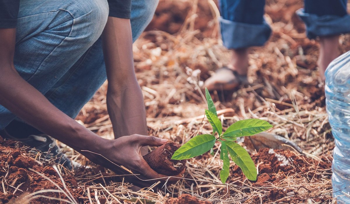 How to Read a Tree's Health at a Glance