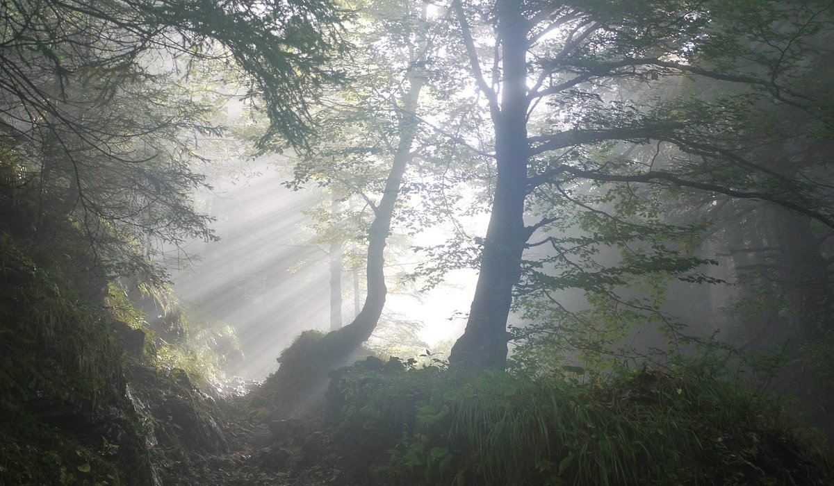 Identifying Common UK Fungi on Woodland Walks