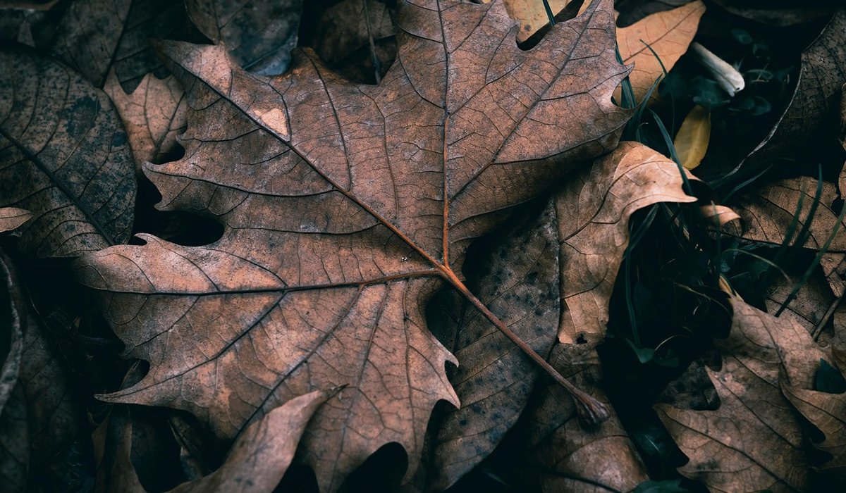 Recognising Bird Songs in British Woodlands