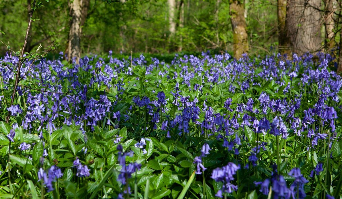 Spotting Red Squirrels in Northern Woodlands