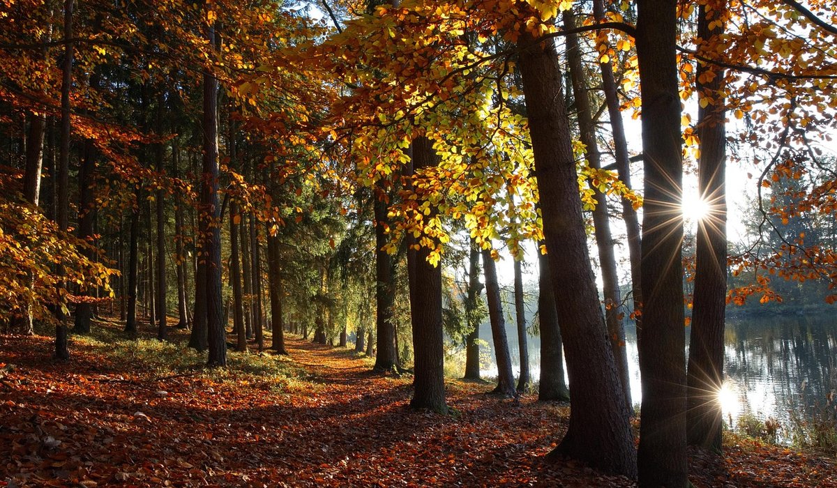The Benefits of Mulching Around Garden Trees