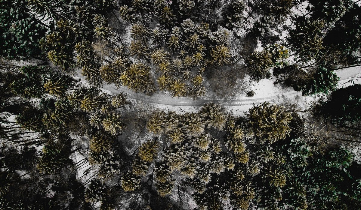 Understanding Tree Diseases in British Woodlands